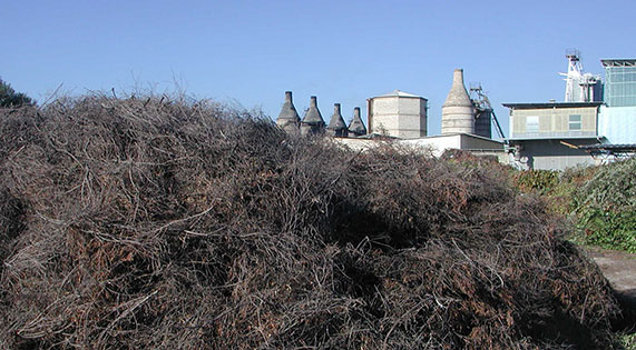 Calceviva Fasano Brindisi